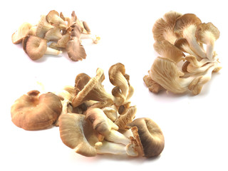 set of mushroom isolated on a background