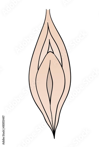 powerpoint illustration of a vagina Powerpoint illustration of a vagina