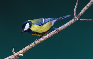 Carbonero (Parus major)