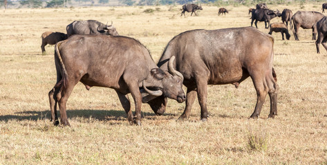 Fototapeta premium Wild African Buffalos. Kenya, Africa
