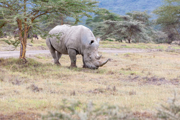 Fototapeta premium Safari - rhino