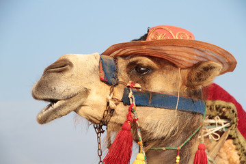Touristic camel
