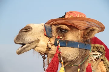  Touristic camel © Hayati Kayhan
