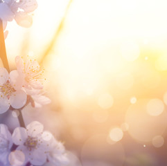 art Spring blossom background