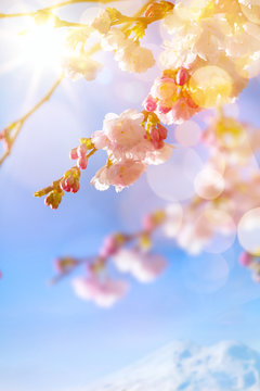 art Spring background with pink blossom