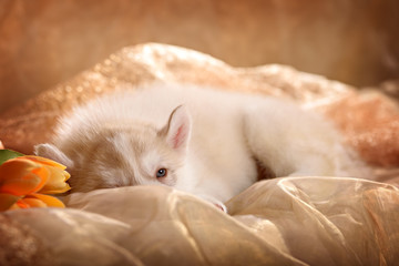 Cute puppy lying on its side