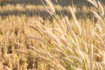 grass flower in the paddy field