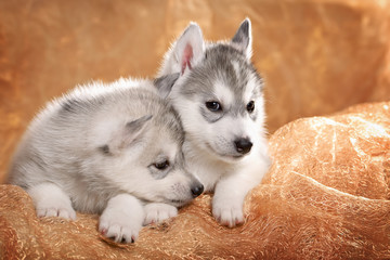 Two siberian husky puppies on a gold background