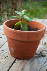 cactus en pot sur table en bois