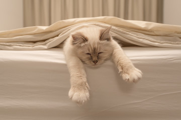 Pure white cat sleeping on white bedding - obrazy, fototapety, plakaty