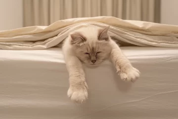 Foto op Plexiglas Pure white cat sleeping on white bedding © Profomo