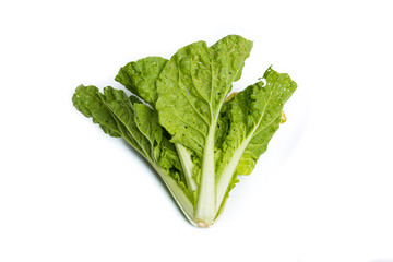 Fresh organic lettuce over white background