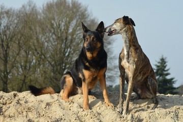 Galgo Espanol und Deutscher Schäferhund