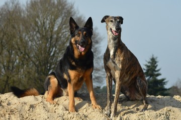Galgo Espanol und Deutscher Schäferhund