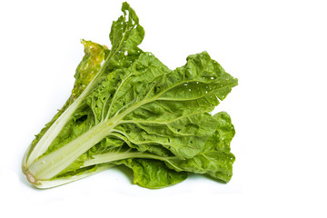 Fresh organic lettuce over white background