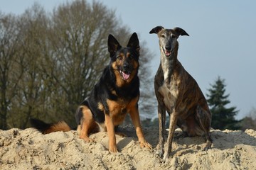 Deutscher Schäferhund Portrait