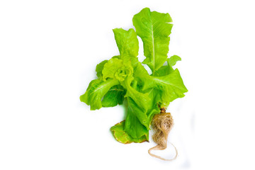 Green Lettuce with root full body