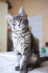 Portrait of blue tabby color Maine coon kitten