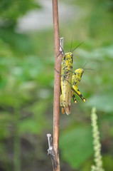 two grasshoppers