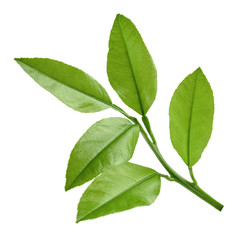 lemon twig isolated on white