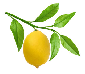 Branch of lemons with leaves isolated on white background