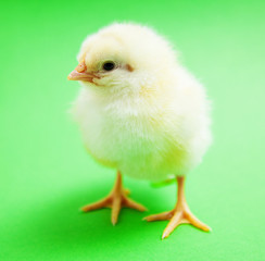 Cute little chick on green background