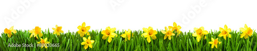 &quot;Osterglocken auf der Wiese&quot; Stock photo and royaltyfree