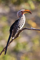 Yellow billed hornbill sitting on branch and rest
