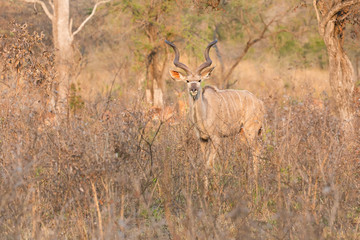 Big kudu bull graze among dead thorn shrub for leaves