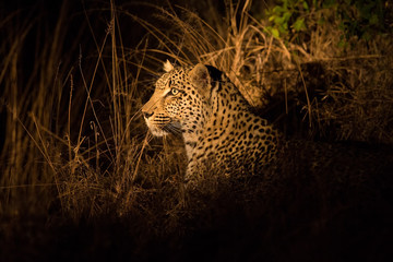 Naklejka premium Lone leopard hunting under cover of darkness