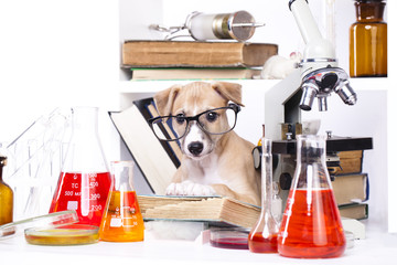 Whippet puppy young lab chemist