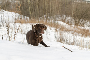 Brown Labrador Retriever in winter landscape