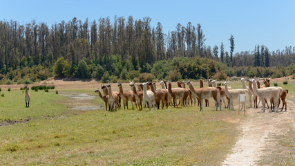 Big herd of llamas in National Park, Chile