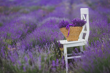 Fragrant blooming lavender in a basket on a lavender field.