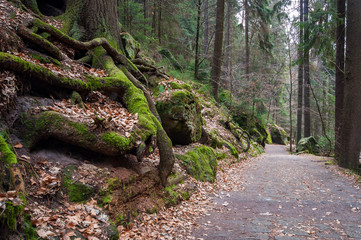 Der Amselgrund in der Sächsischen Schweiz bei Rathen
