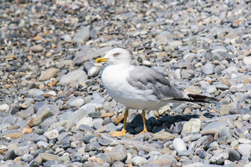 Gulls on the shore