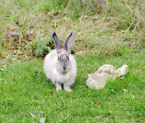 Rabbit on  green grass