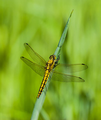 Close-up of a dragonfly sitting on a leaf of grass.