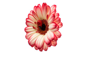 gerbera
