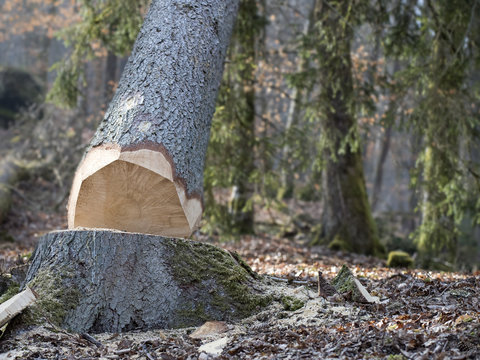 chute d'un arbre abattu en for&ecirc;t par professionnel