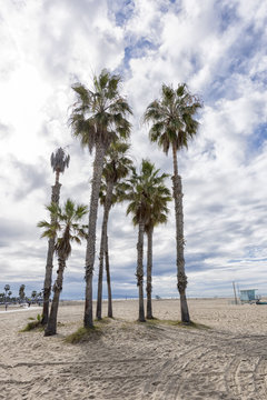 Palm Trees in Santa Monica