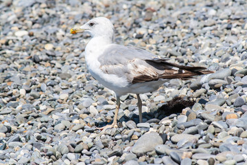 Gulls on the shore