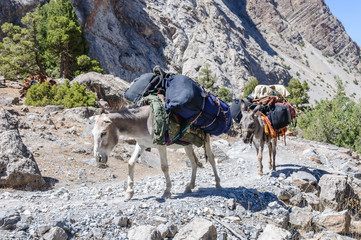 Donkey caravan in mountains of Tajikistan