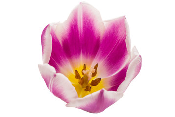 tulip