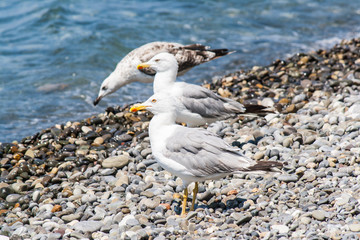 Gulls on the shore