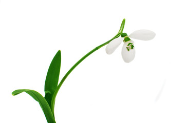 snowdrop flower