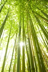 Papier Peint photo Lavable Bambou hautes tiges de bambou