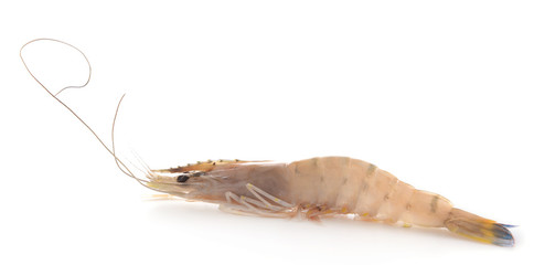 Shrimp isolated on white