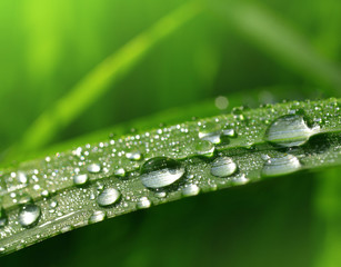 Fresh green grass with dew drop closeup. Nature Background