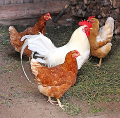 Chicken and cock,